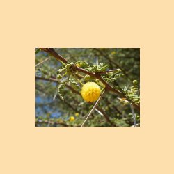 65_acaciafleur.jpg